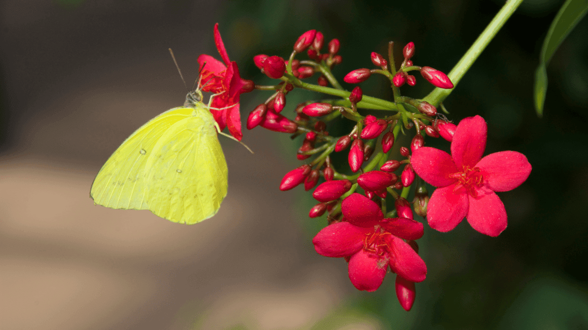 Butterfly Wonderland