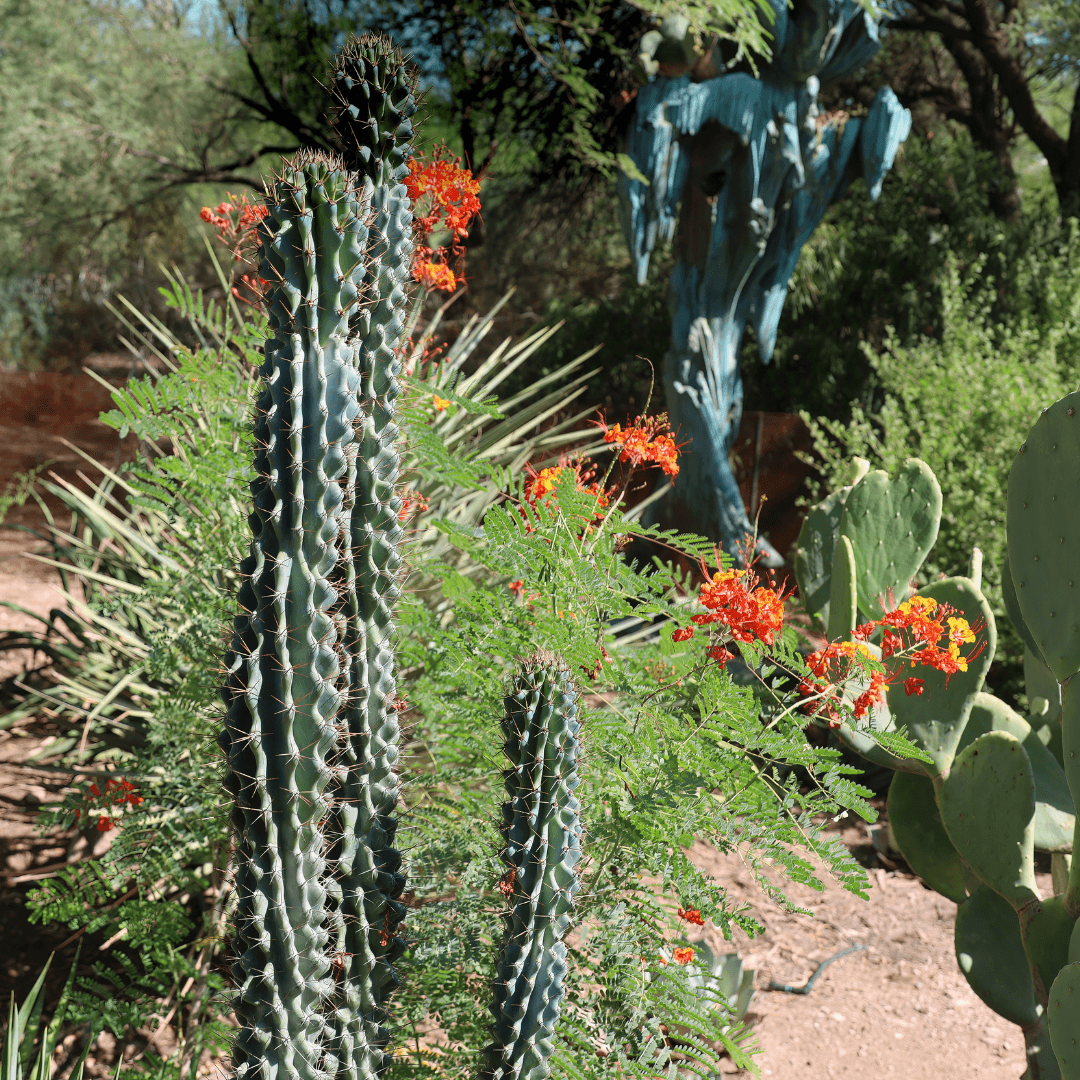 Cactus at the Desert Botanical Garden