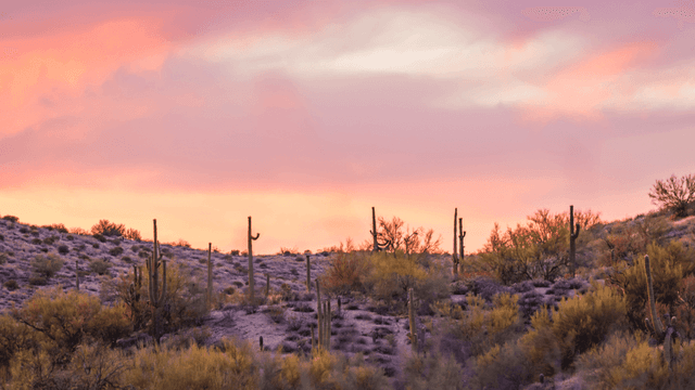 Desert landscape at sunset