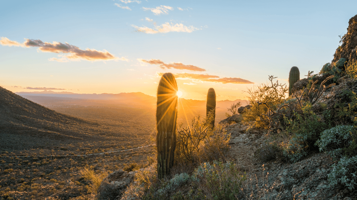 Desert landscape with cacti